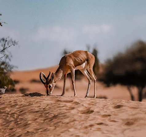 Morning Desert Adventure, , medium